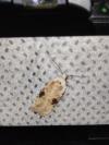 Agonopterix alstroemeriana