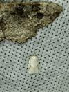 Acleris logiana/kochiella