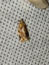Archips xylosteana