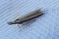 Pleurota aristella