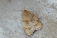 Sparganothis pilleriana