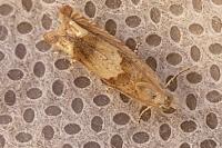 Eucosma conterminana