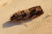 Epinotia subocellana