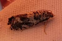 Epinotia subocellana