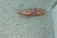 Metzneria