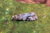 Lobesia botrana