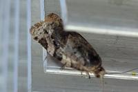 Argyrotaenia ljungiana