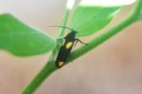 Scythris sinensis