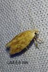 Mompha ochraceella