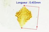 Agnoea latipennella