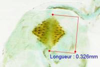 Agnoea latipennella