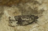 Apotomis turbidana