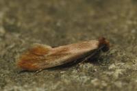 Tinea semifulvella