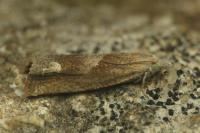 Eucosma conterminana
