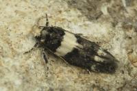 Recurvaria leucatella