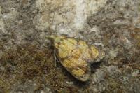 Acleris bergmanniana