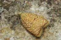 Acleris forsskaleana