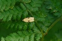 Agonopterix petasitis