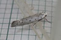 Yponomeuta