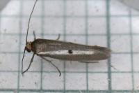 Parahyponomeuta egregiella