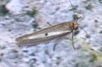 Parahyponomeuta egregiella