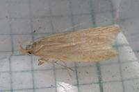 Helcystogramma rufescens