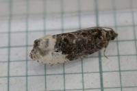 Hedya nubiferana
