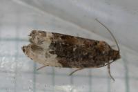 Hedya nubiferana