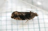 Eudemis profundana