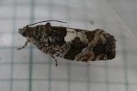 Eudemis profundana