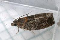 Eudemis profundana