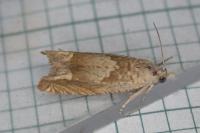 Eucosma conterminana