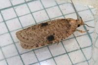 Agonopterix propinquella