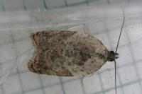 Acleris variegana