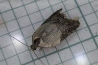 Acleris variegana