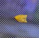 Clepsis consimilana