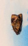 Ditula angustiorana