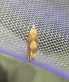 Eucosma conterminana