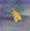 Sparganothis pilleriana
