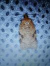 Acleris ferrugana/notana