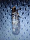 Cymolomia hartigiana