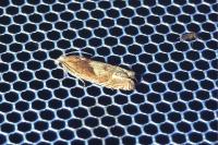 Eucosma conterminana