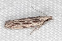 Anarsia innoxiella