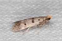 Deltophora stictella
