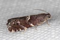 Cydia coniferana