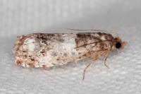 Notocelia trimaculana