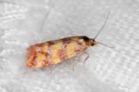 Aethes rutilana