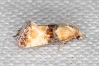Eupoecilia angustana
