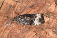 Apotomis sauciana