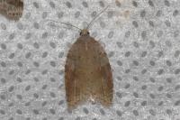 Acleris sparsana